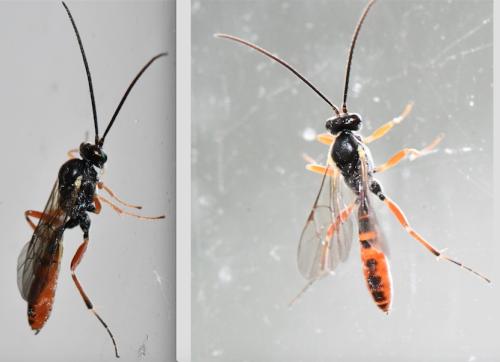 Réf. 330 859 : Campopleginae inconnu